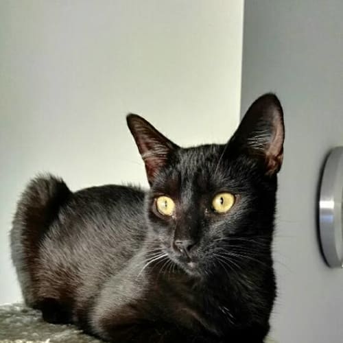 Ebony