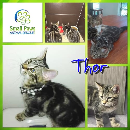 Thor