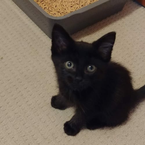 Winston