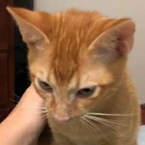 Ginger