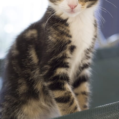 Mick Fleetwood **2nd Chance Cat Rescue**