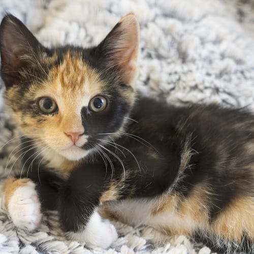 Stevie Nicks **2nd Chance Cat Rescue**