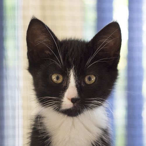 Christine McVie **2nd Chance Cat Rescue**