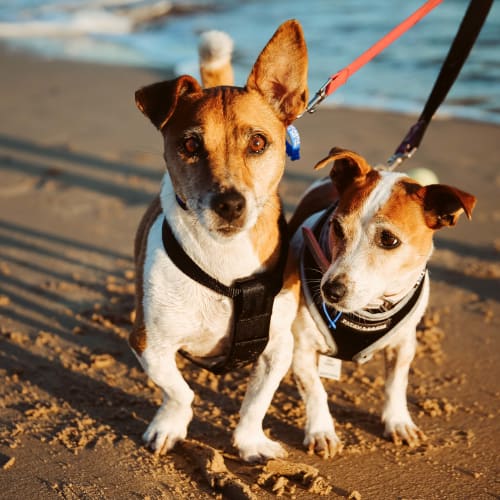 Max and Mindy ~ Jack Russell X (on trial 6-5-2018)