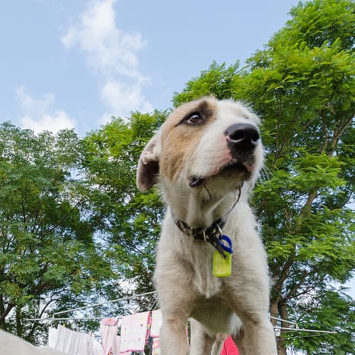 Sarge ~ Wolfhound X (on trial 19/5/2018)