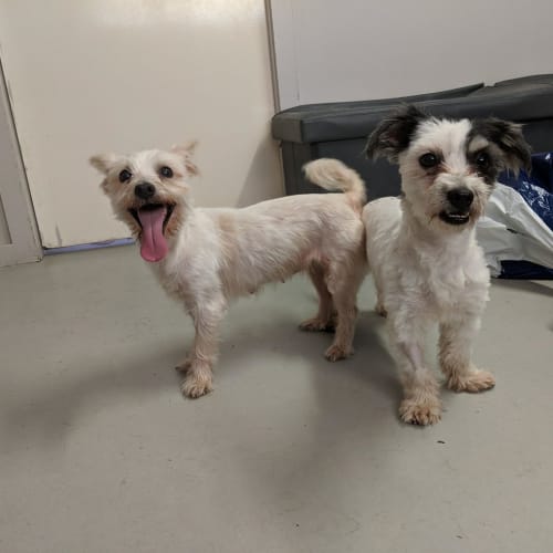Phoebe and Piper