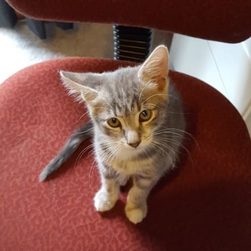 Christian Grey ^^Dandy Cat Rescue^^