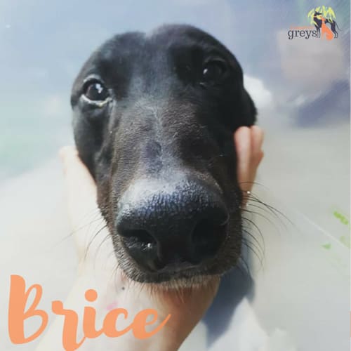 “Brice”, Perfect Gentleman. Melbourne