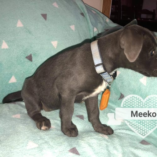 Meeko