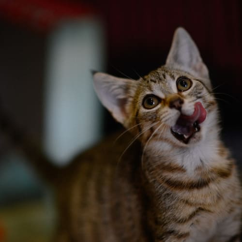 Sammy