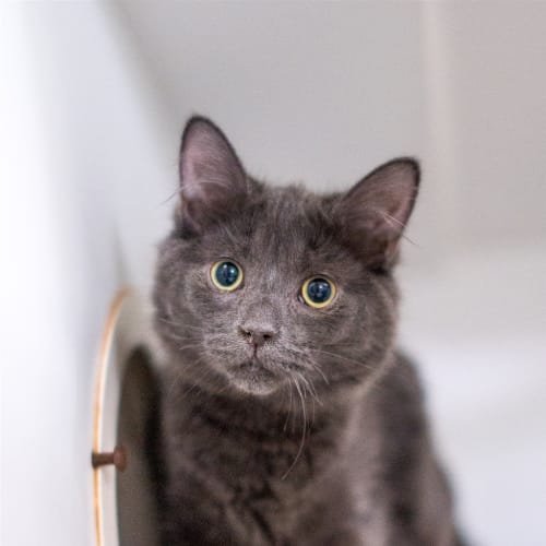 Fergus