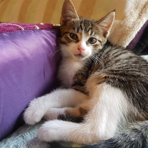 Leo