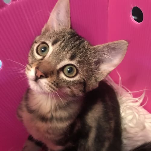 Cleo