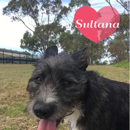 Sultana
