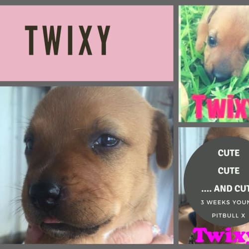 Caramel's 7 puppies.......