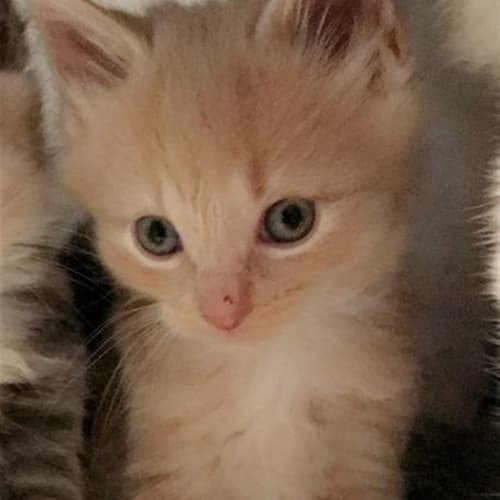 Elliot