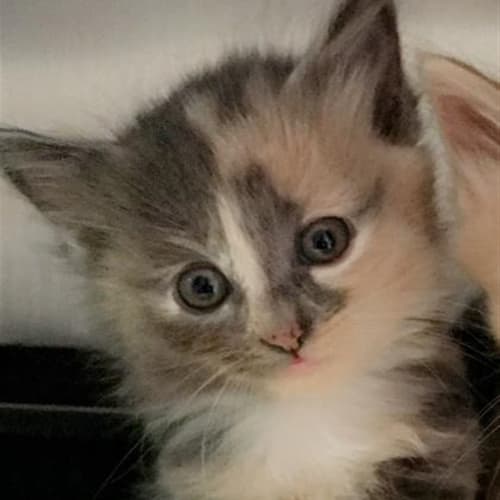 Marley
