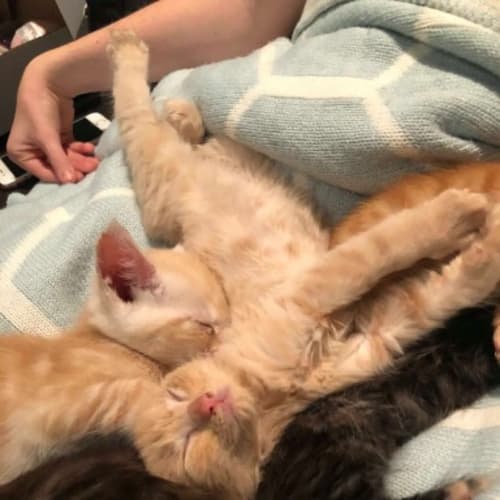 Tom Kitten