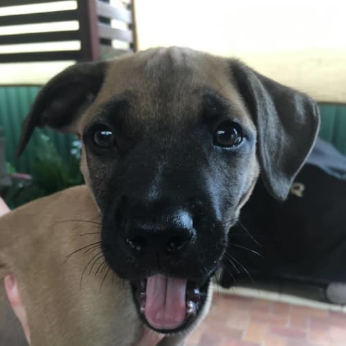 Kovu