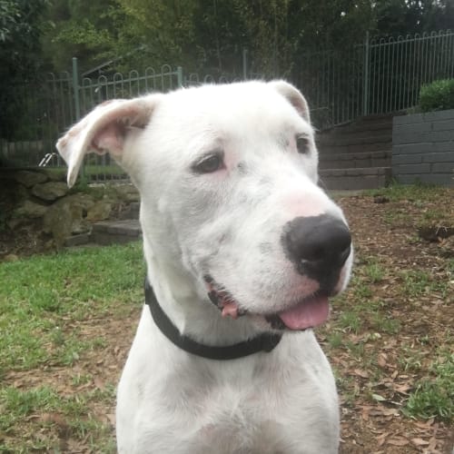 Hector.  no cats or pocket pets