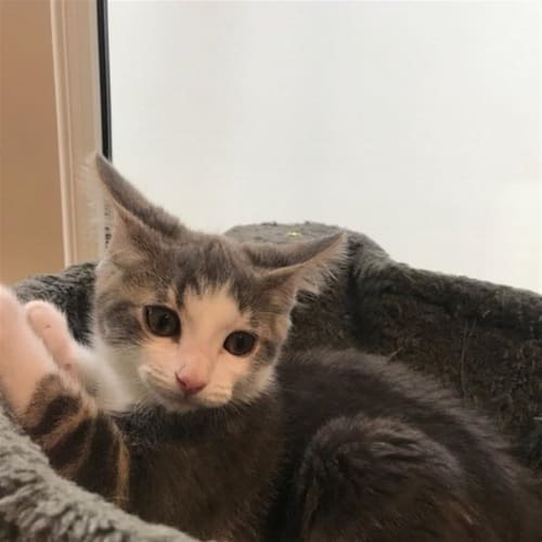 Mo