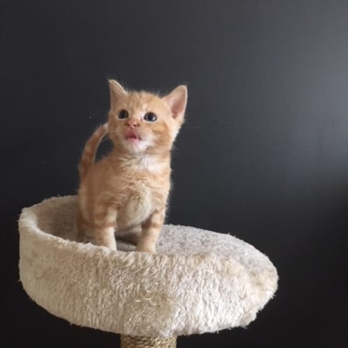 Ron