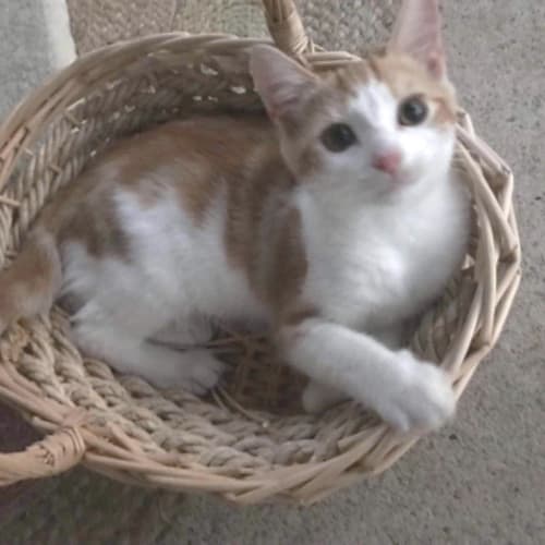 Pretty *adopt me*
