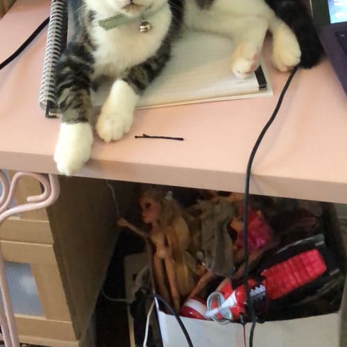 Gypsy (bonded with Rosie) 