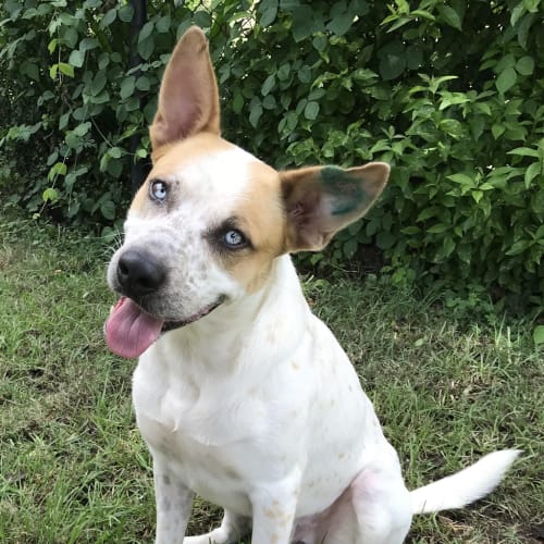 Bodhi