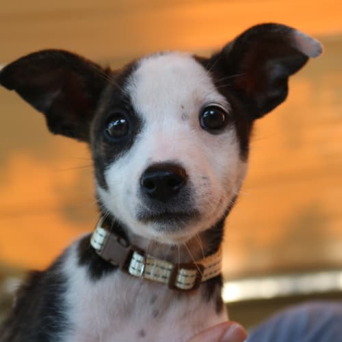 Maggie