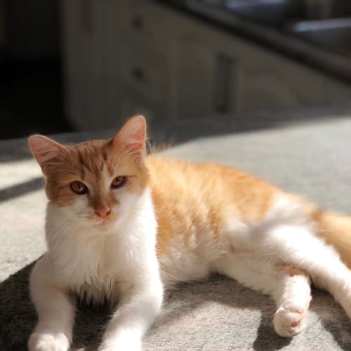 Rusty *adopt me*