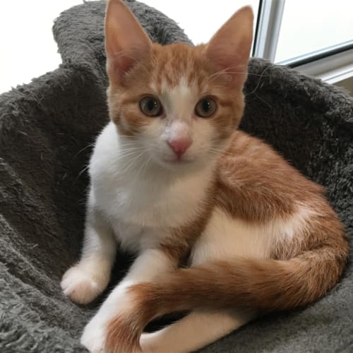 Basil