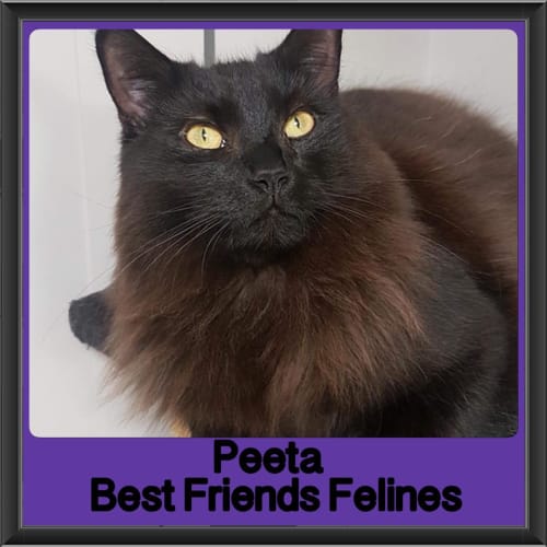 Peeta