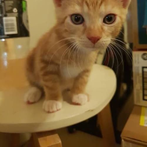 Theodore