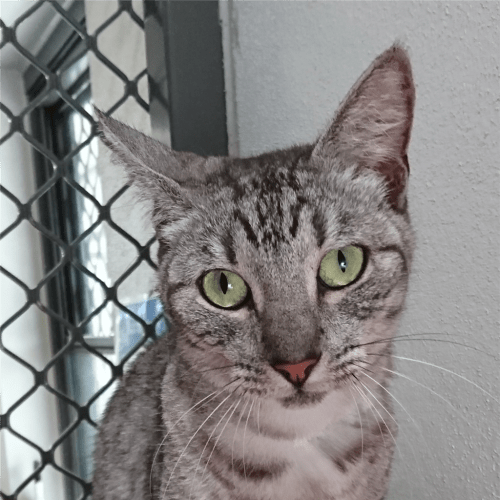 Molly