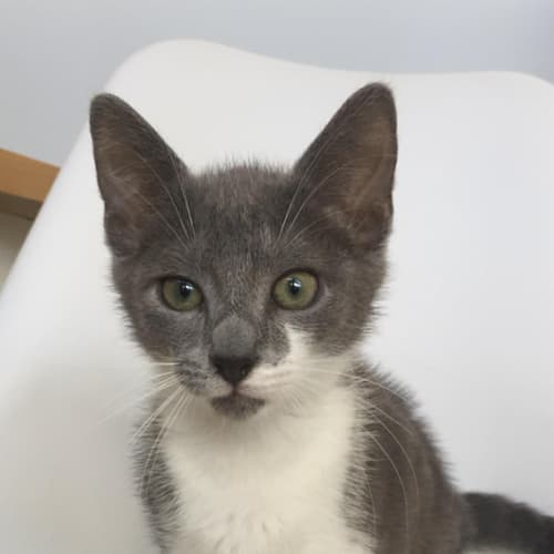 Koa - Warrior Kitten