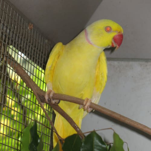Goldie