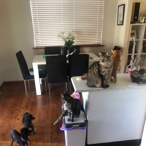 Princess and Noah ~ Mini Poodles on trial 19-4-18