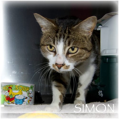 Simon