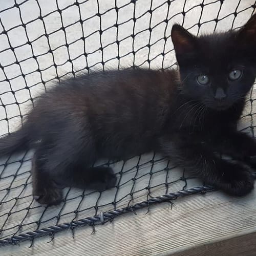 Lola **2nd Chance Cat Rescue**