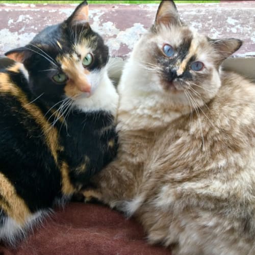 Luke and Leia (manage from property)