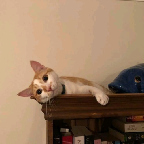 Leo