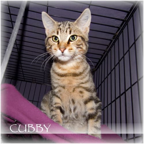 Cubby