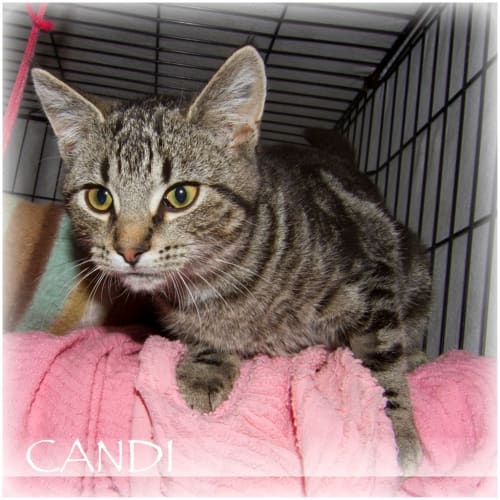 Candi