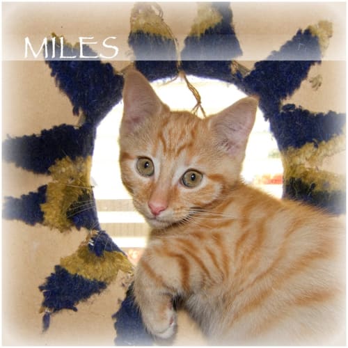Miles