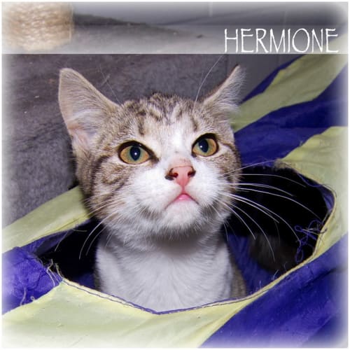 Hermione