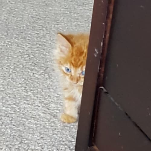 Walter ^^Dandy Cat Rescue^^