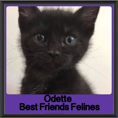 Odette 