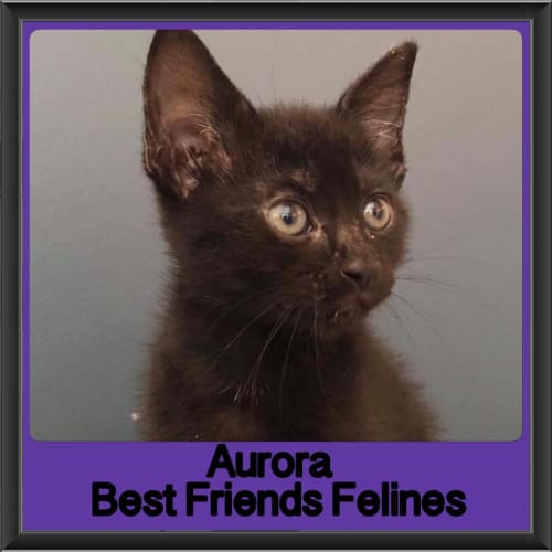 Aurora 