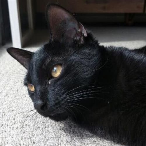 Scout(sirius)